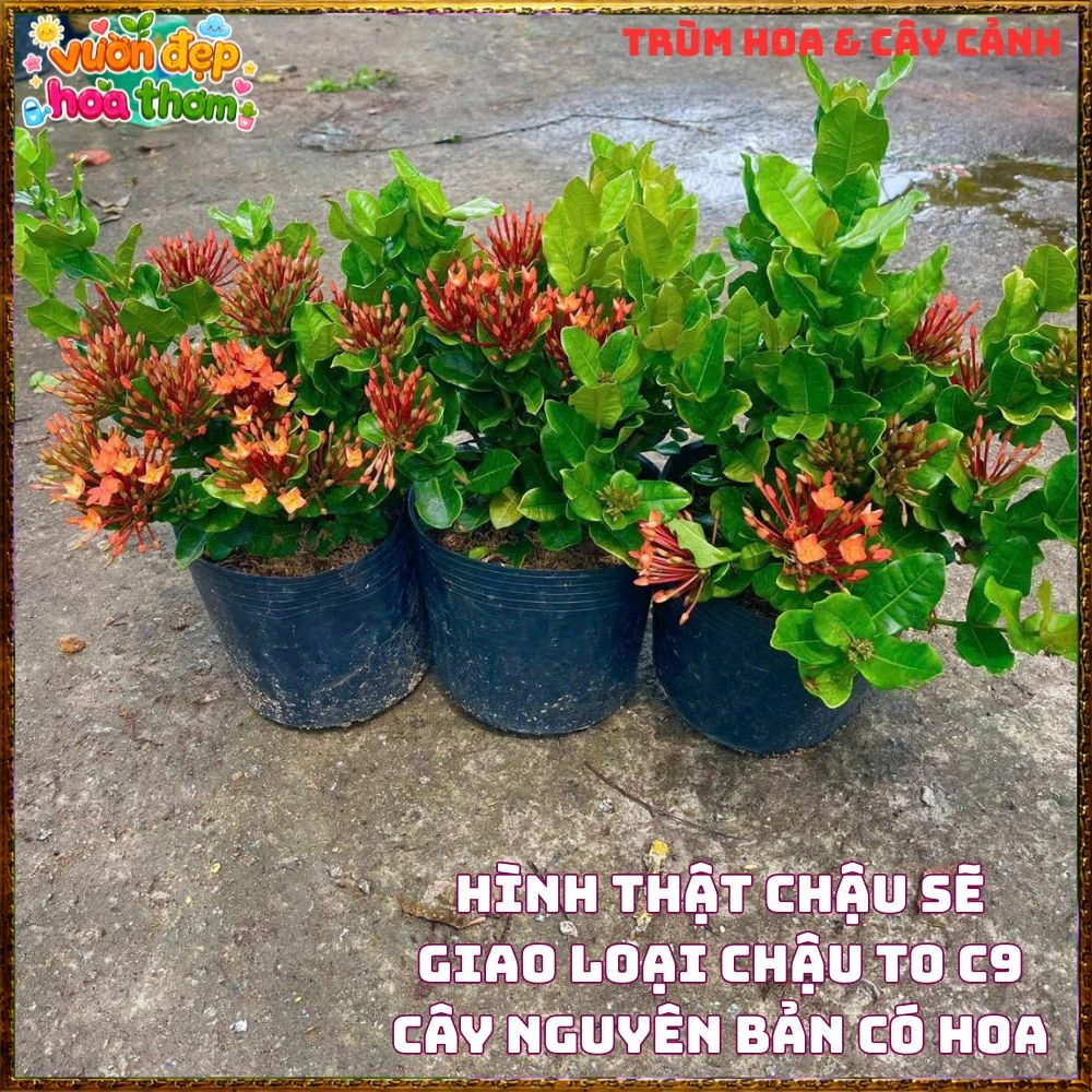 Chậu Hoa Trang Phụng Hoàng Lửa Đỏ Rực - Ảnh 11