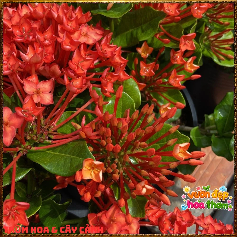 Chậu Hoa Trang Phụng Hoàng Lửa Đỏ Rực - Ảnh 12