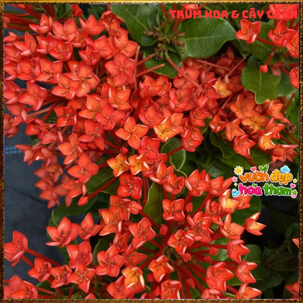 Chậu Hoa Trang Phụng Hoàng Lửa Đỏ Rực - Ảnh 13