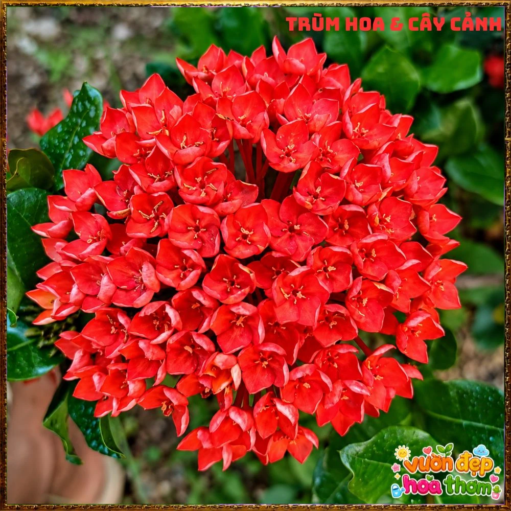 Chậu Hoa Trang Phụng Hoàng Lửa Đỏ Rực - Ảnh 2