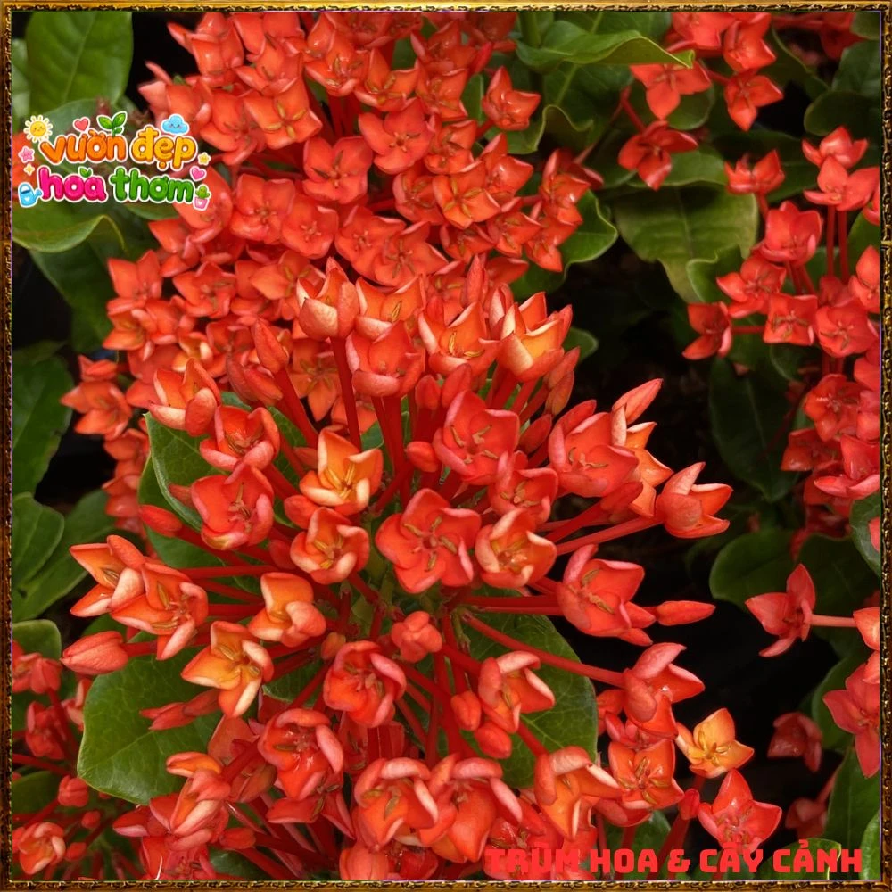 Chậu Hoa Trang Phụng Hoàng Lửa Đỏ Rực - Ảnh 3