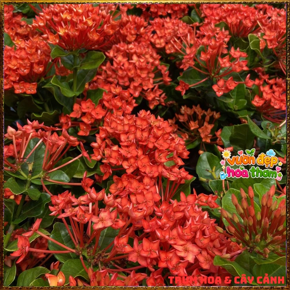 Chậu Hoa Trang Phụng Hoàng Lửa Đỏ Rực - Ảnh 5