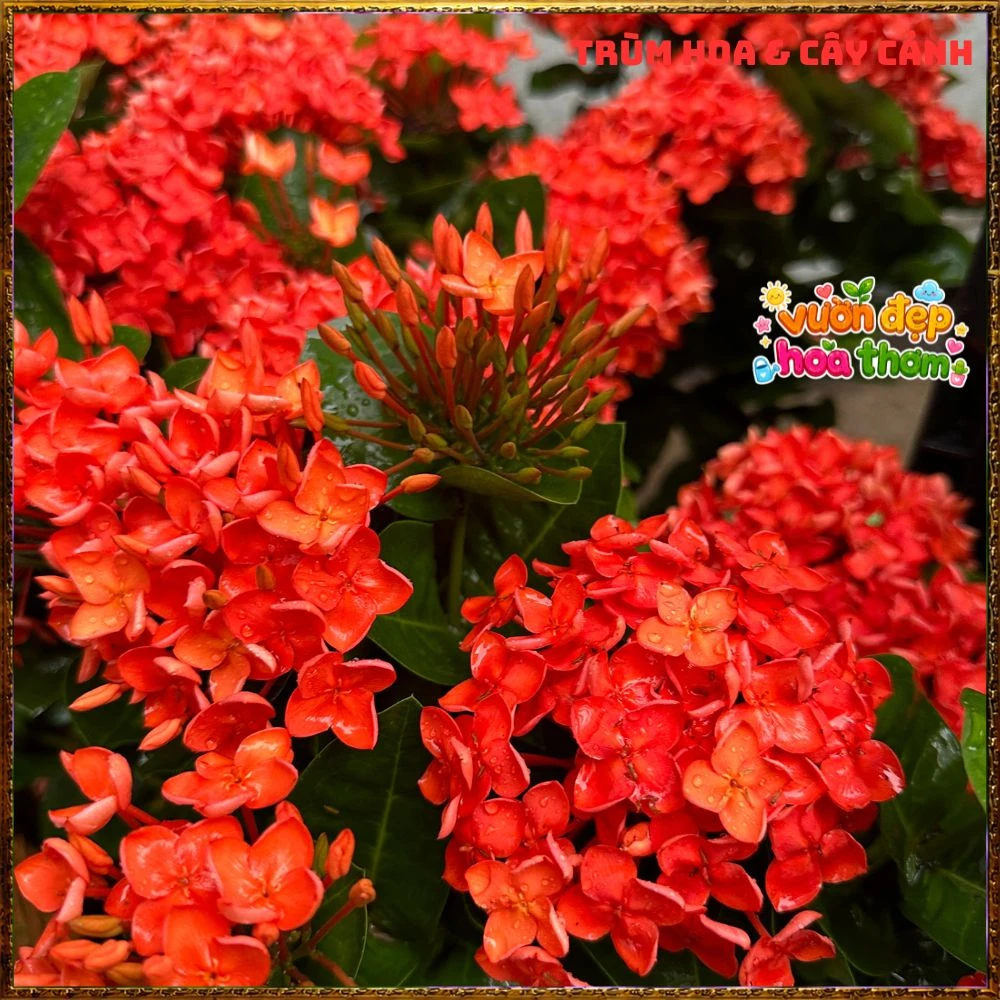 Chậu Hoa Trang Phụng Hoàng Lửa Đỏ Rực - Ảnh 6