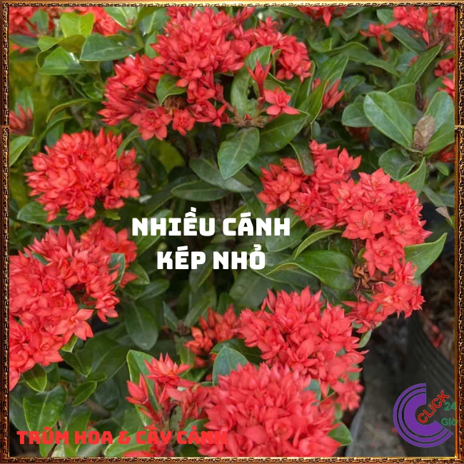 CHẬU HOA TRANG SEN CÁNH KÉP - Ảnh 6