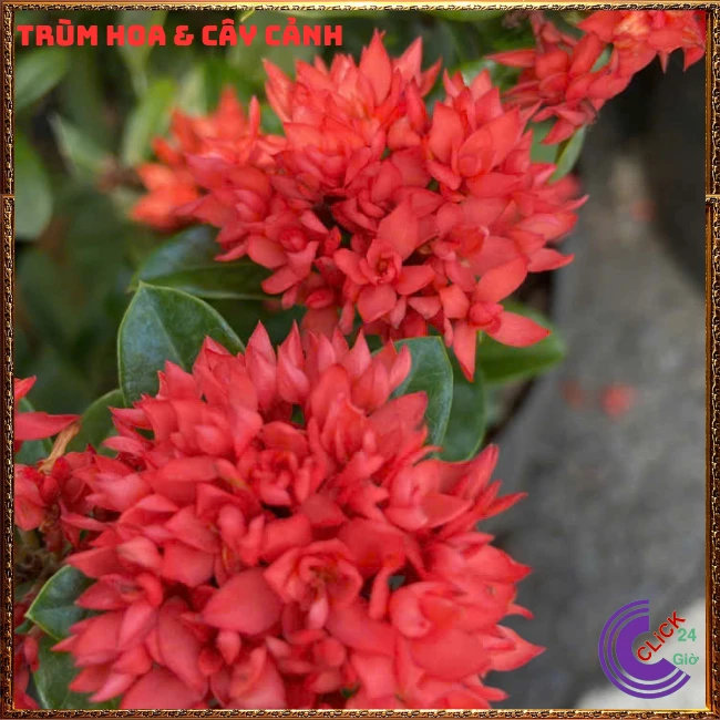 CHẬU HOA TRANG SEN CÁNH KÉP - Ảnh 8
