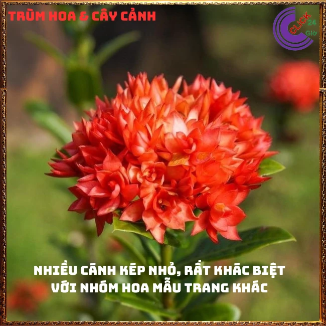 CHẬU HOA TRANG SEN CÁNH KÉP - Ảnh 2