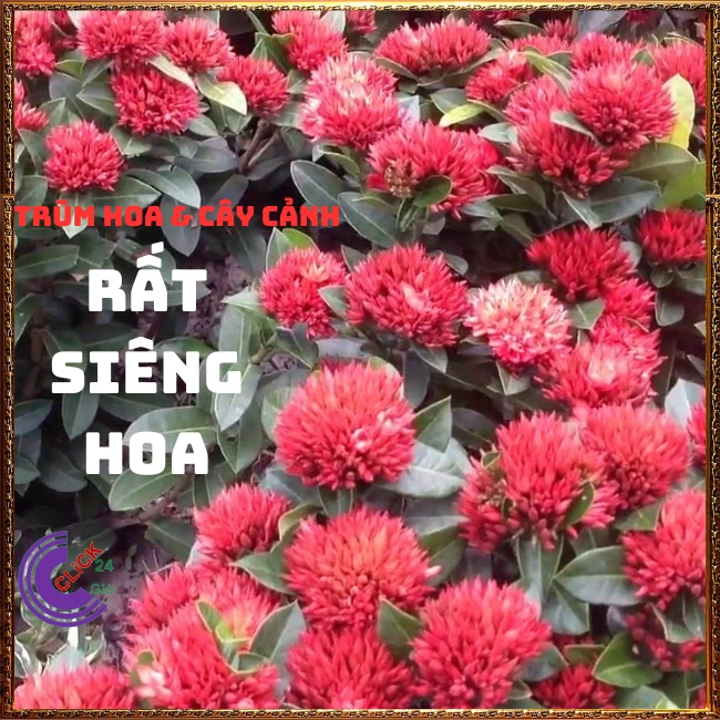 CHẬU HOA TRANG SEN CÁNH KÉP - Ảnh 9