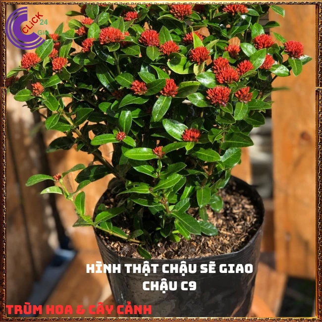 CHẬU HOA TRANG SEN CÁNH KÉP - Ảnh 10