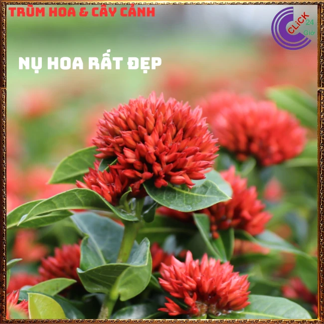 CHẬU HOA TRANG SEN CÁNH KÉP - Ảnh 11