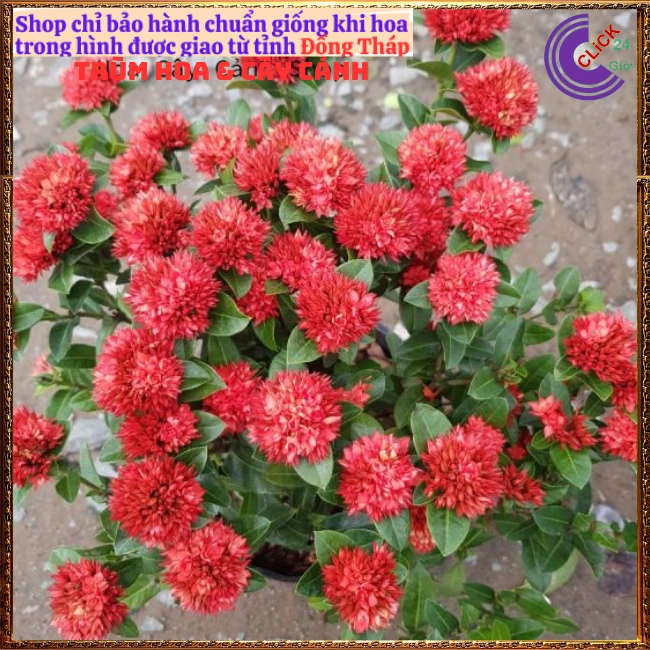 CHẬU HOA TRANG SEN CÁNH KÉP - Ảnh 12