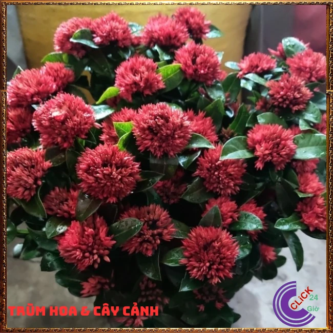 CHẬU HOA TRANG SEN CÁNH KÉP - Ảnh 3