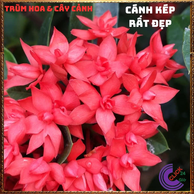 CHẬU HOA TRANG SEN CÁNH KÉP - Ảnh 4