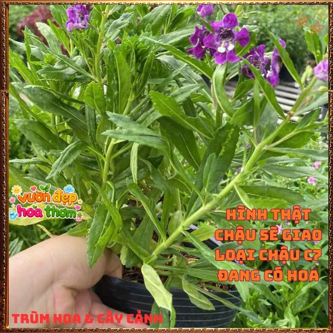 Hoa Ngọc Hân Màu Tím Đậm - Ảnh 13