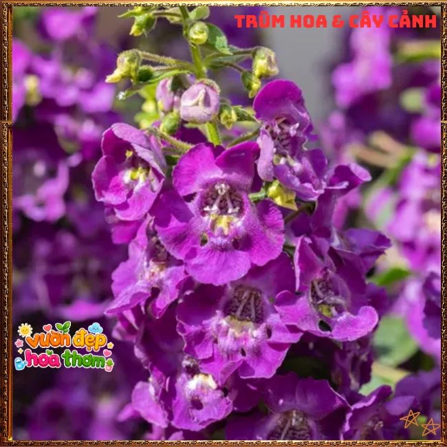 Hoa Ngọc Hân Màu Tím Đậm - Ảnh 9