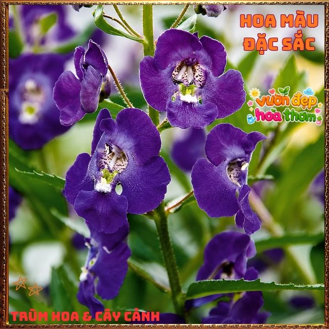Hoa Ngọc Hân Màu Tím Đậm - Ảnh 14