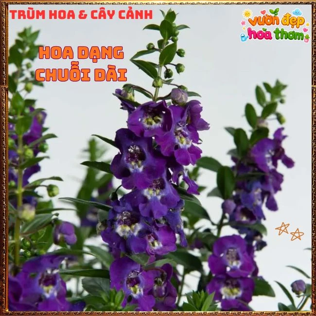 Hoa Ngọc Hân Màu Tím Đậm - Ảnh 10