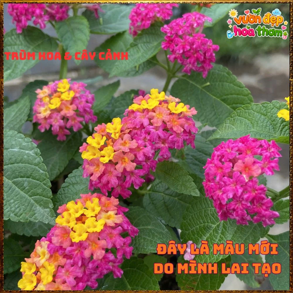 Chậu Hoa Ngũ Sắc Giang Hảo Trâm Ổi Màu Mới Rất Nổi Bật - Ảnh 2