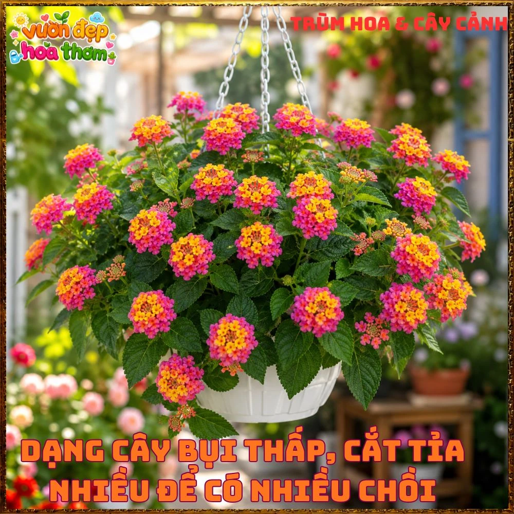 Chậu Hoa Ngũ Sắc Giang Hảo Trâm Ổi Màu Mới Rất Nổi Bật - Ảnh 8