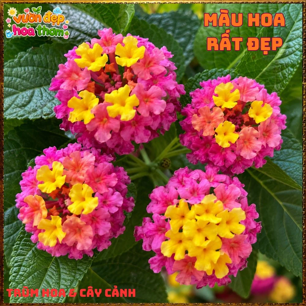 Chậu Hoa Ngũ Sắc Giang Hảo Trâm Ổi Màu Mới Rất Nổi Bật - Ảnh 10