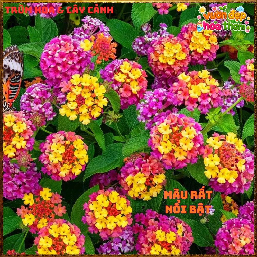 Chậu Hoa Ngũ Sắc Giang Hảo Trâm Ổi Màu Mới Rất Nổi Bật