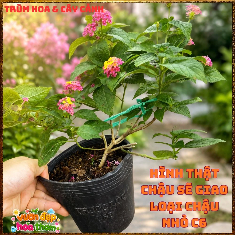 Chậu Hoa Ngũ Sắc Giang Hảo Trâm Ổi Màu Mới Rất Nổi Bật - Ảnh 11