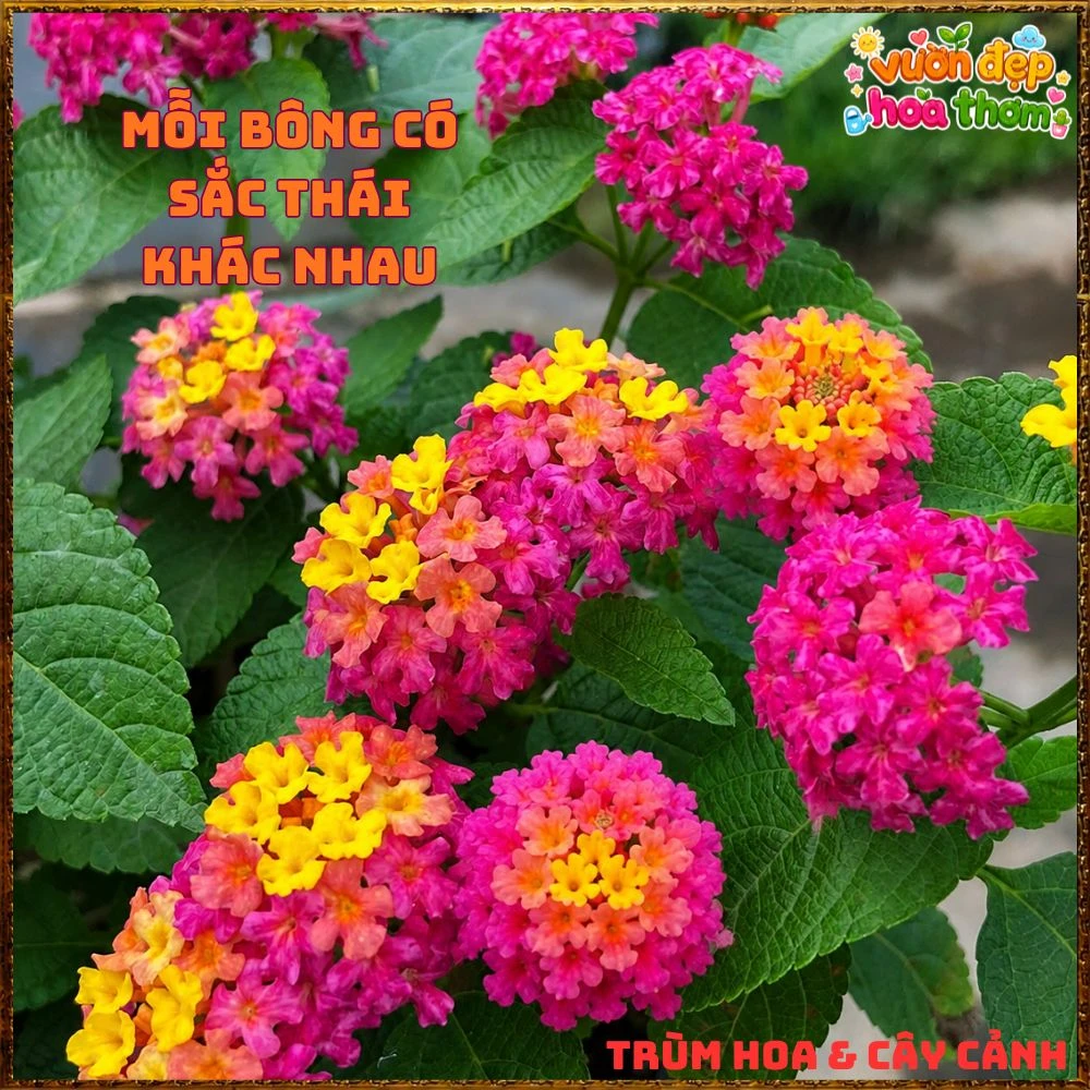 Chậu Hoa Ngũ Sắc Giang Hảo Trâm Ổi Màu Mới Rất Nổi Bật - Ảnh 14
