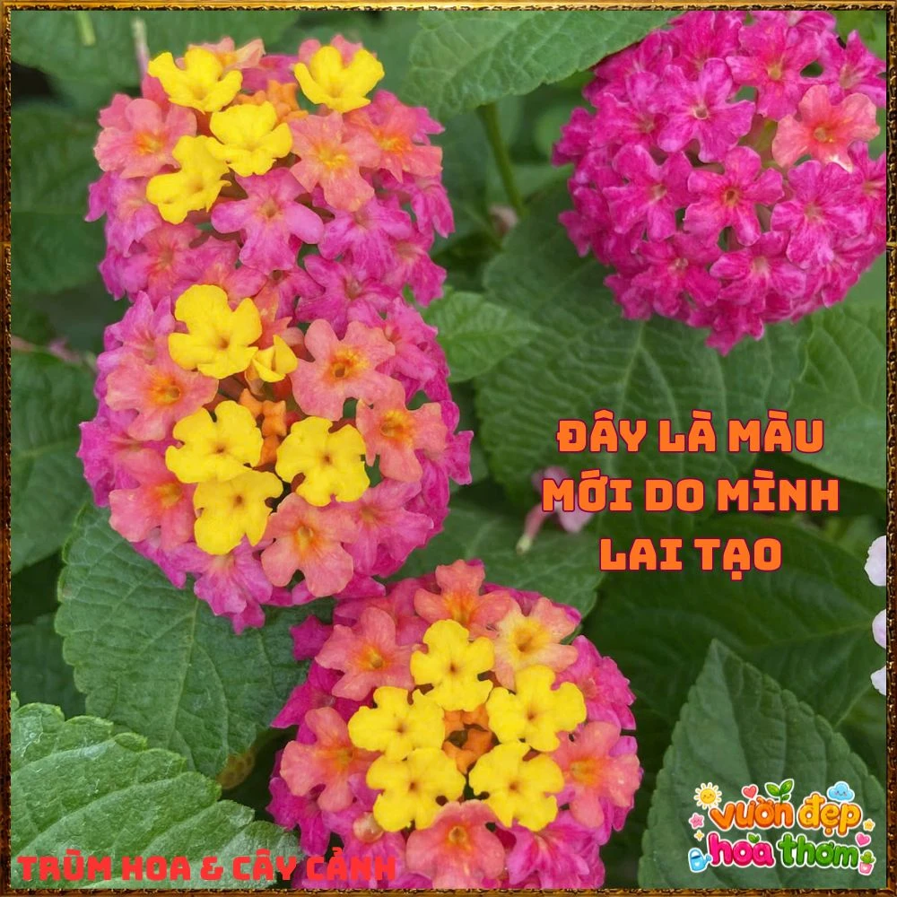 Chậu Hoa Ngũ Sắc Giang Hảo Trâm Ổi Màu Mới Rất Nổi Bật - Ảnh 16