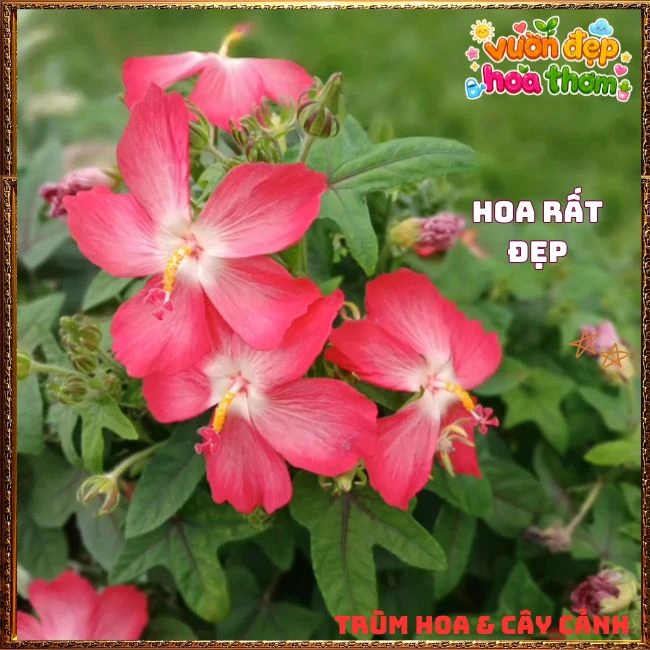 Chậu Hoa Sâm Bố Chính Rực Rỡ Dễ Trồng Nhanh Lớn - Ảnh 16