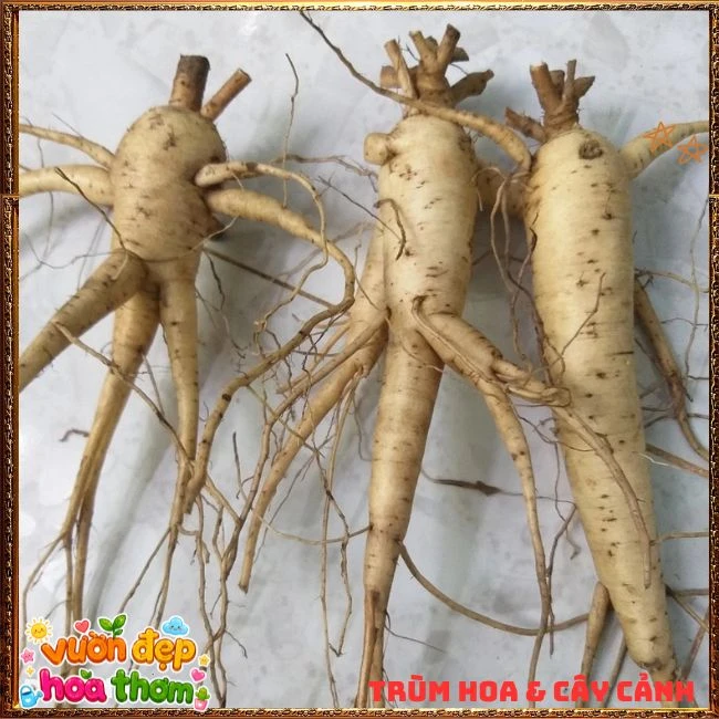 Chậu Hoa Sâm Bố Chính Rực Rỡ Dễ Trồng Nhanh Lớn - Ảnh 15