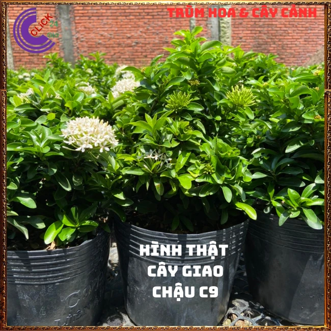 Chậu HOA TRANG TRẮNG LÁ NHỎ - Ảnh 2