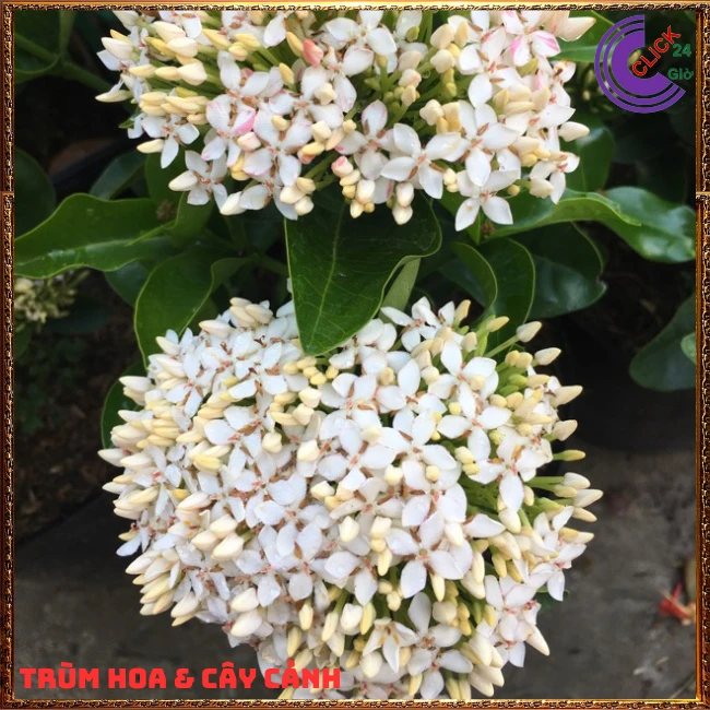 Chậu HOA TRANG TRẮNG LÁ NHỎ - Ảnh 10