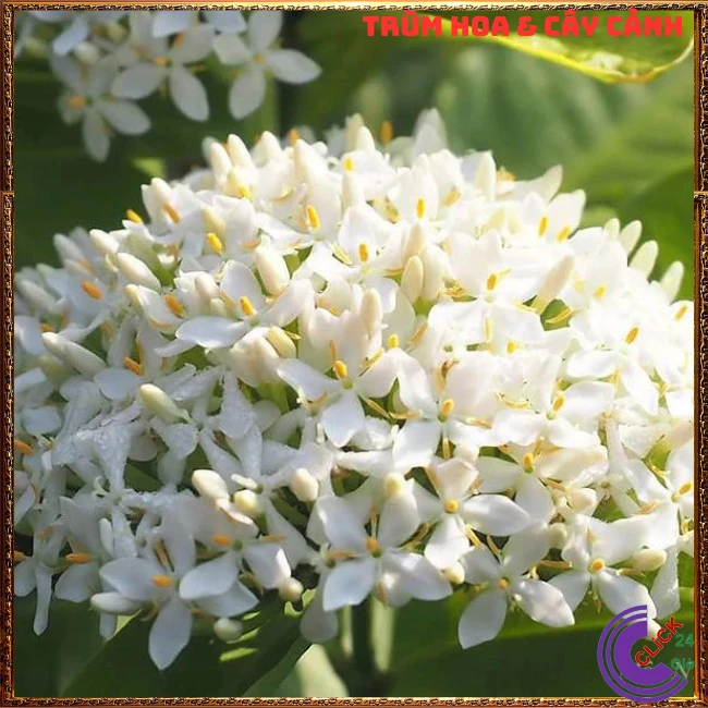 Chậu HOA TRANG TRẮNG LÁ NHỎ - Ảnh 3