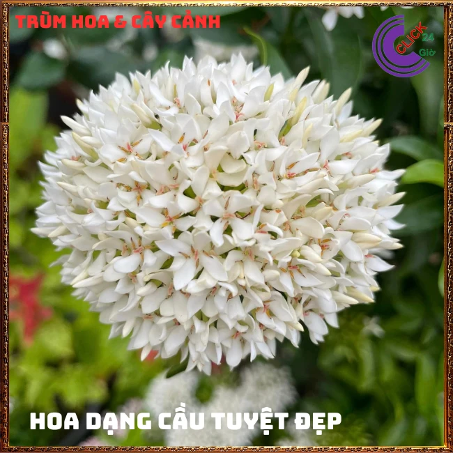 Chậu HOA TRANG TRẮNG LÁ NHỎ