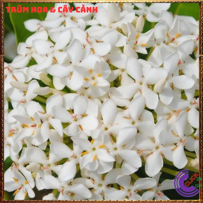 Chậu HOA TRANG TRẮNG LÁ NHỎ - Ảnh 4