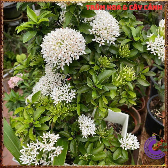 Chậu HOA TRANG TRẮNG LÁ NHỎ - Ảnh 5
