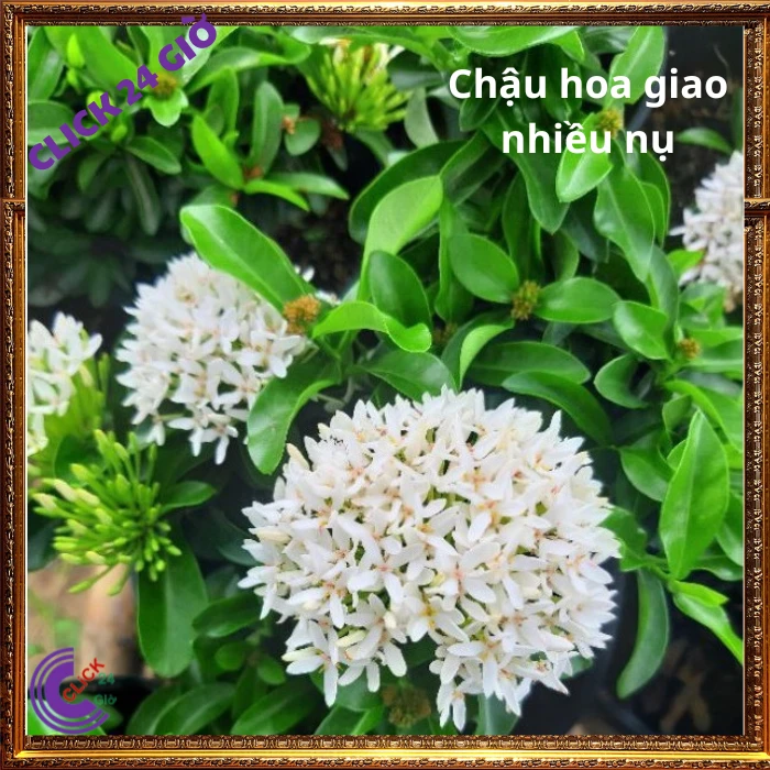 Chậu HOA TRANG TRẮNG LÁ NHỎ - Ảnh 6