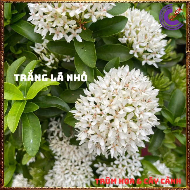 Chậu HOA TRANG TRẮNG LÁ NHỎ - Ảnh 7
