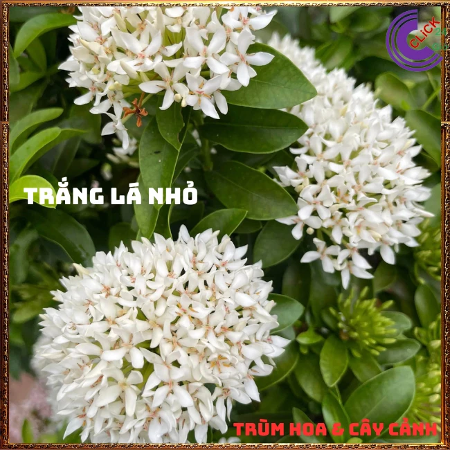 Chậu HOA TRANG TRẮNG LÁ NHỎ - Ảnh 8