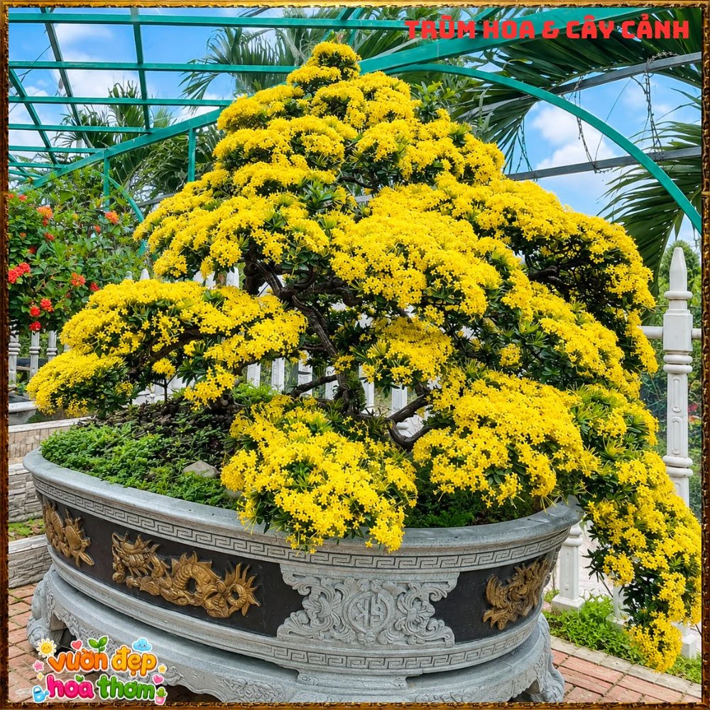 Chậu HOA TRANG VÀNG LÁ NHỎ
