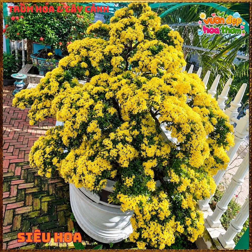 Chậu HOA TRANG VÀNG LÁ NHỎ - Ảnh 2