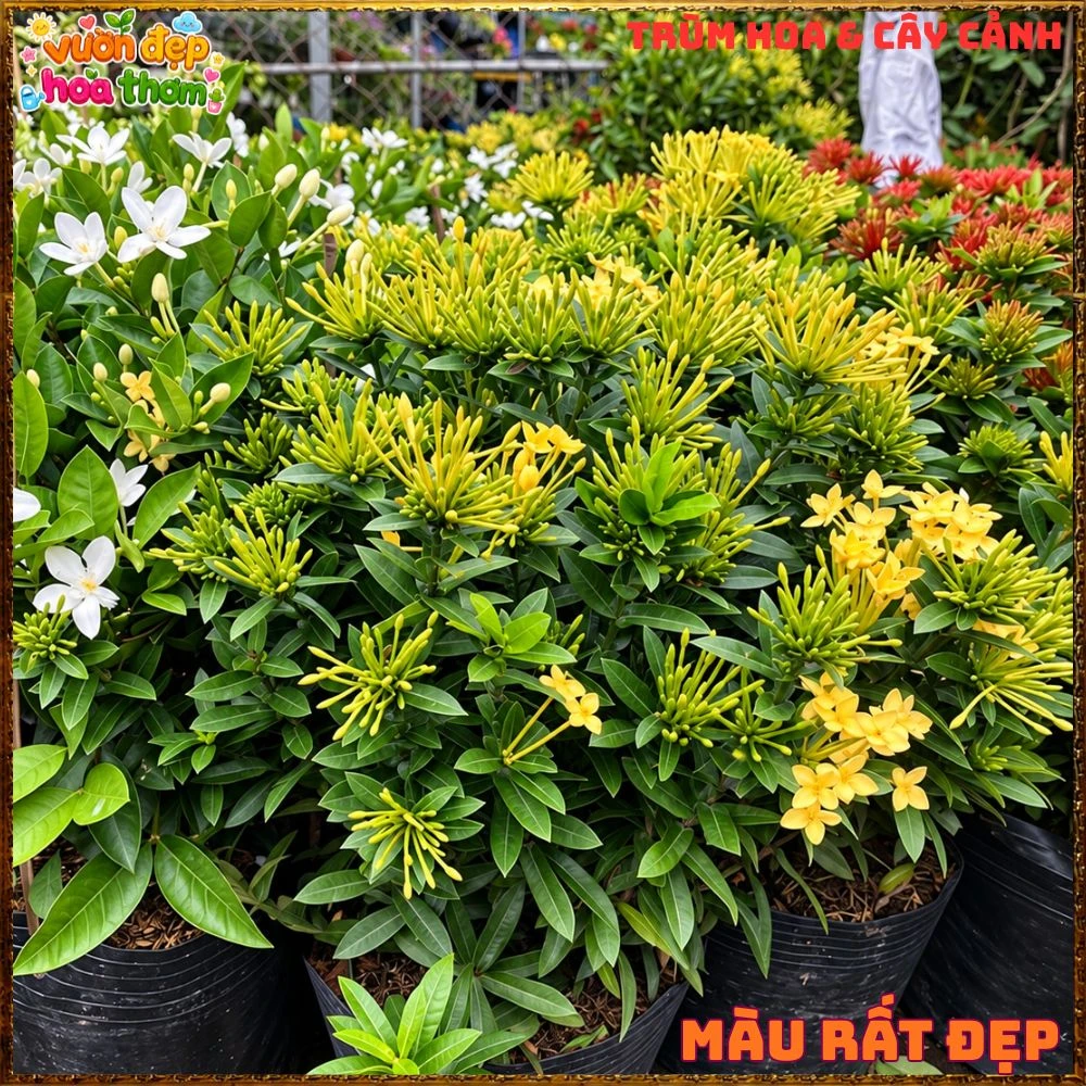 Chậu HOA TRANG VÀNG LÁ NHỎ - Ảnh 3