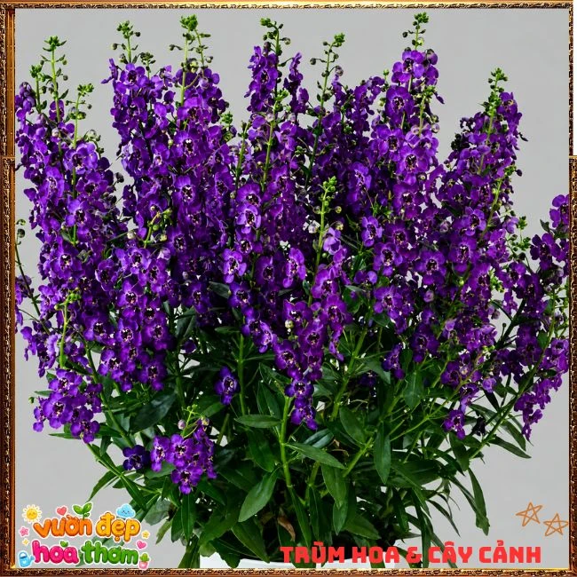 Hoa Ngọc Hân Màu Tím Đậm - Ảnh 3