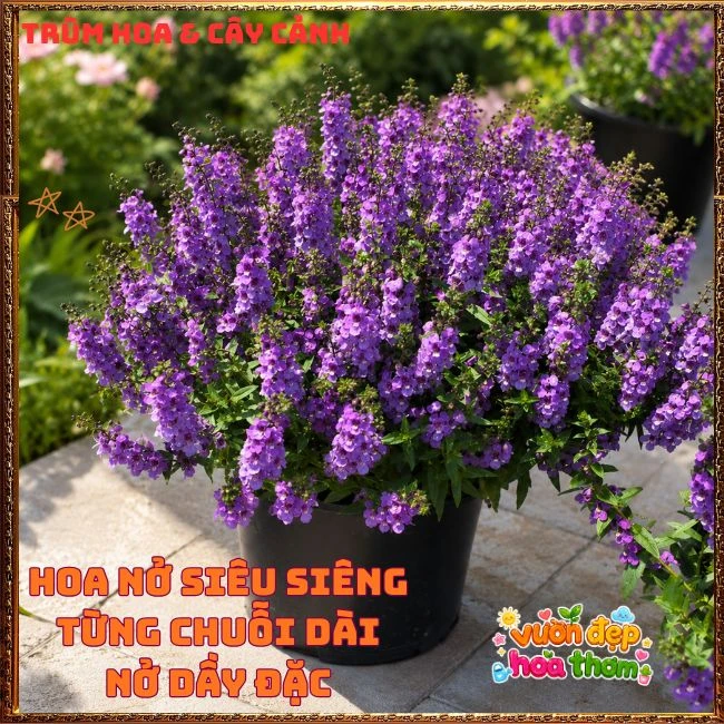 Hoa Ngọc Hân Màu Tím Đậm - Ảnh 5