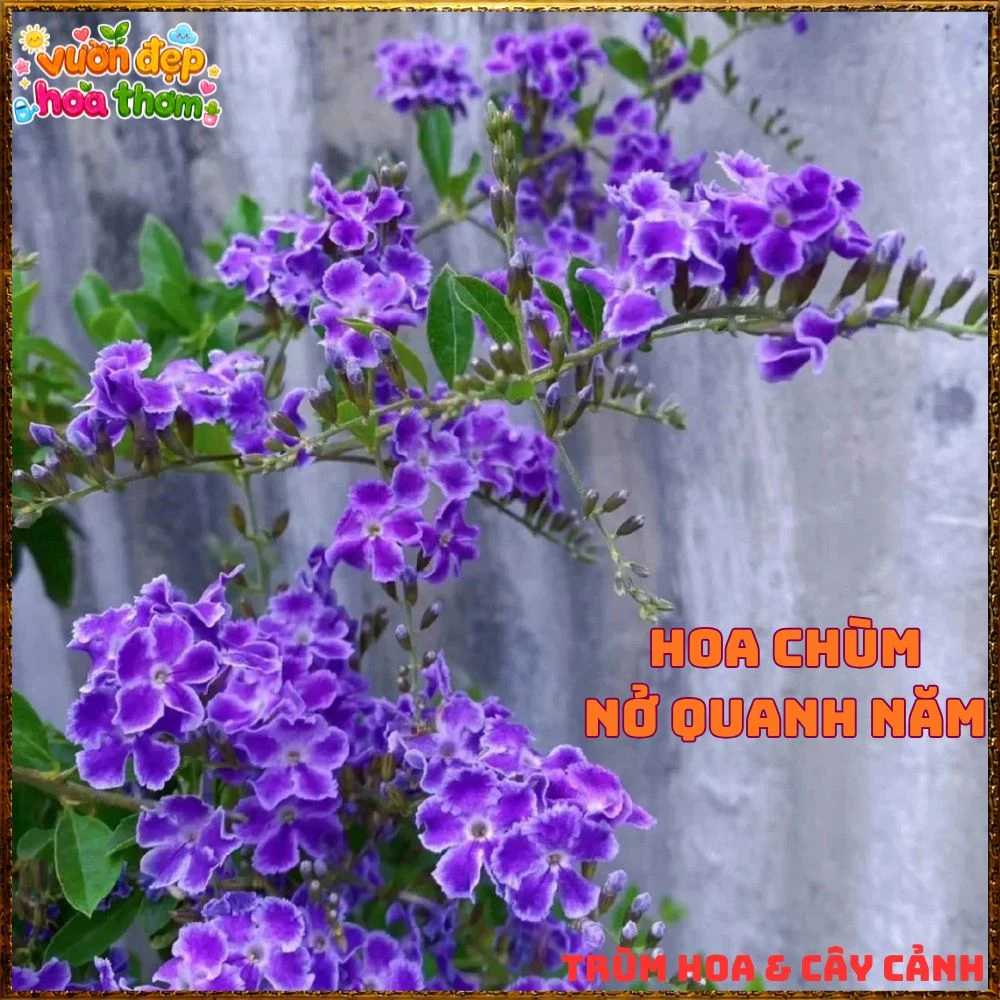 Chậu Hoa Chuỗi Ngọc Xanh Tím Chùm Nhiều Bông - Ảnh 2