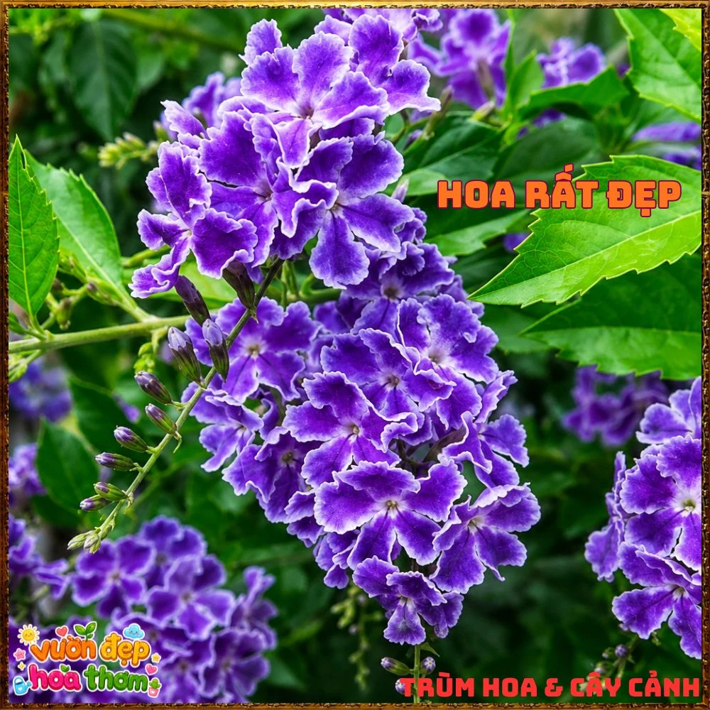 Chậu Hoa Chuỗi Ngọc Xanh Tím Chùm Nhiều Bông - Ảnh 4