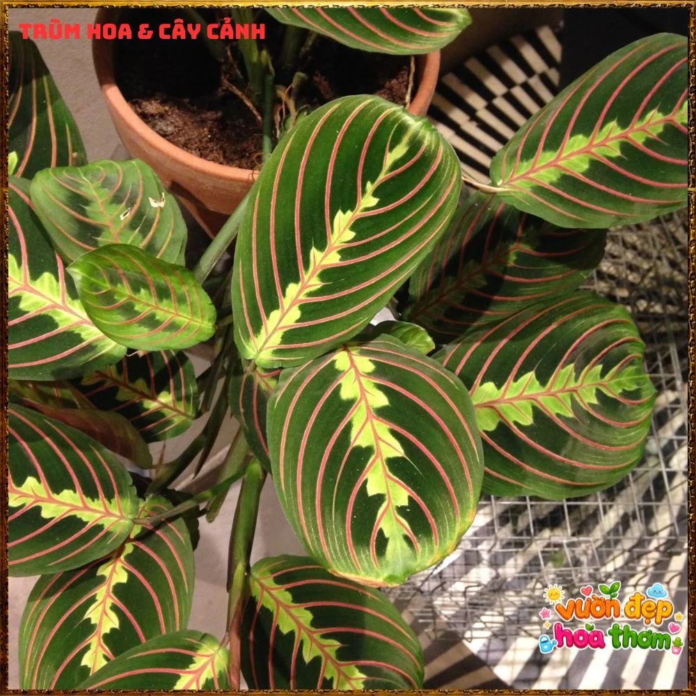 Cây Cầu Nguyện Manta Lá Xanh Gân Hồng Lạ Mắt - Ảnh 10