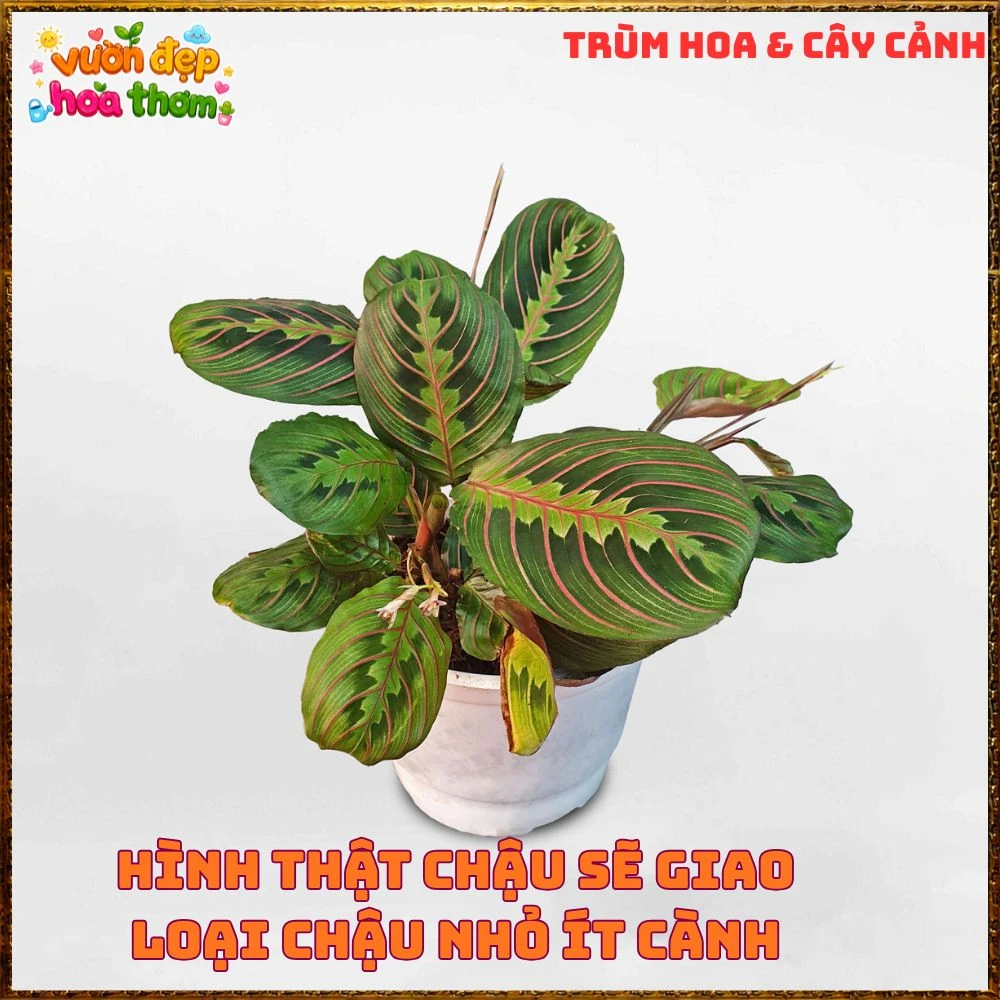 Cây Cầu Nguyện Manta Lá Xanh Gân Hồng Lạ Mắt - Ảnh 12