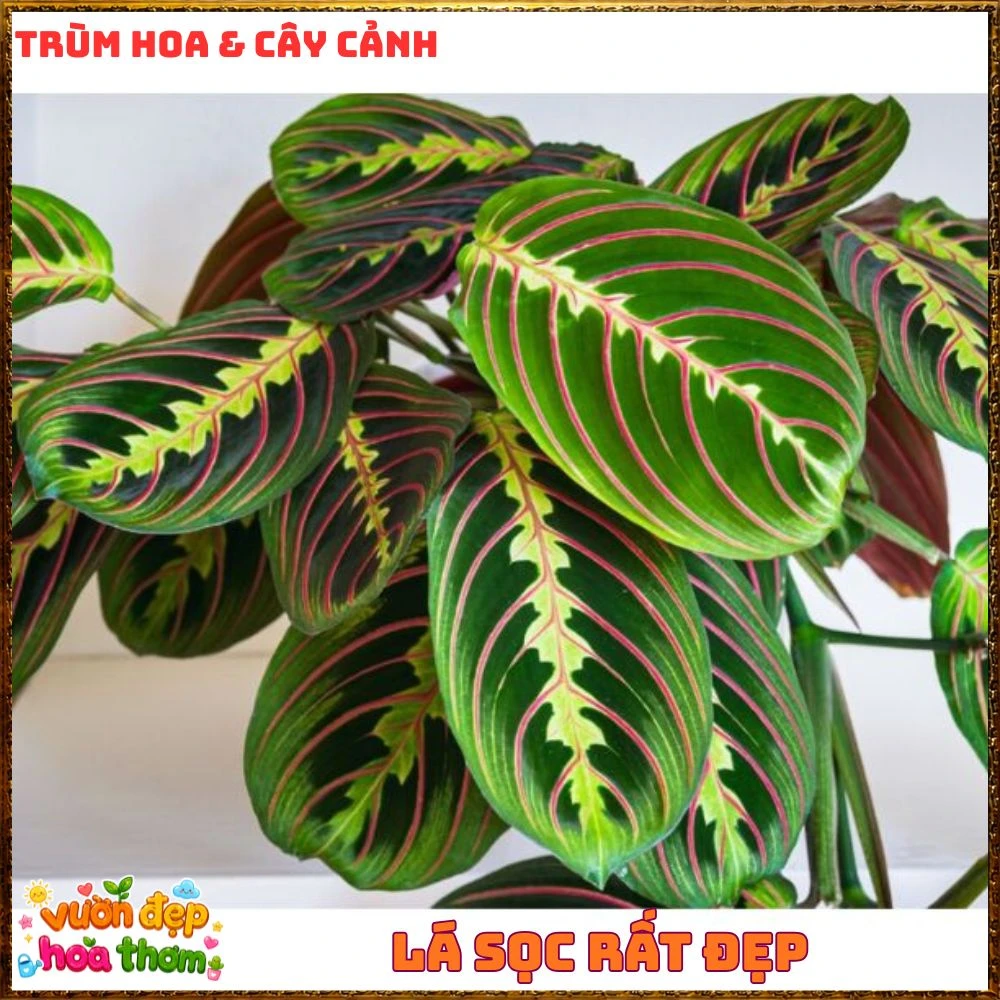 Cây Cầu Nguyện Manta Lá Xanh Gân Hồng Lạ Mắt - Ảnh 13