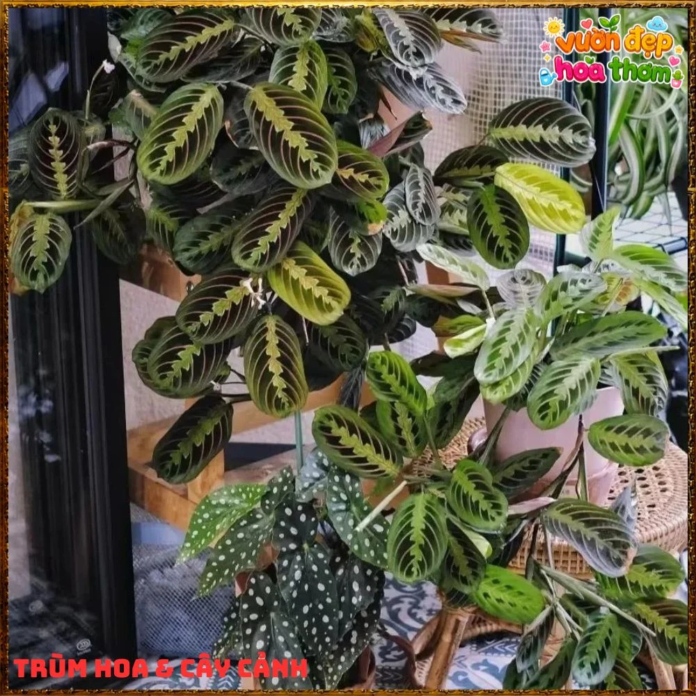 Cây Cầu Nguyện Manta Lá Xanh Gân Hồng Lạ Mắt - Ảnh 14