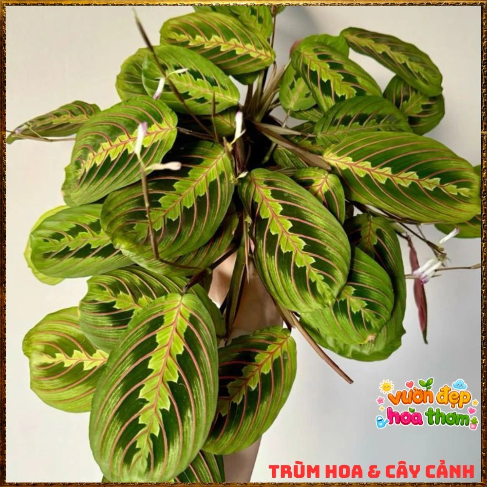 Cây Cầu Nguyện Manta Lá Xanh Gân Hồng Lạ Mắt - Ảnh 15